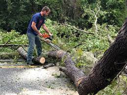 How Our Tree Care Process Works  in  Grill, PA