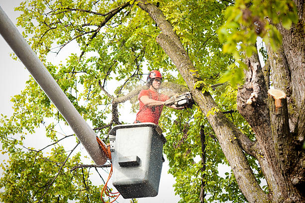 Best Palm Tree Trimming  in Grill, PA