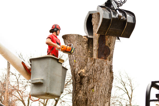 Best Fruit Tree Pruning  in Grill, PA